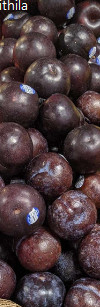 Black Plum Sold By Pound