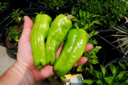 Cubanelle Pepper sold by pound