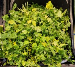 Fresh Green Cilantro   Sold by pound