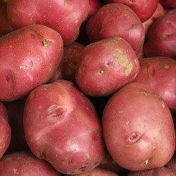 Fresh Red Potatoes sold by pound