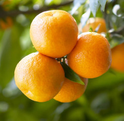 Fresh Sour Orange Sold By Pound