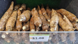 Fresh Whole Yuca Root, Sold By The Pound