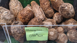 Malanga Coco , Sold By The Pound