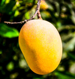Mango Sold by pound