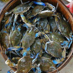 Packed Blue Crab Clean Sold By The Pound