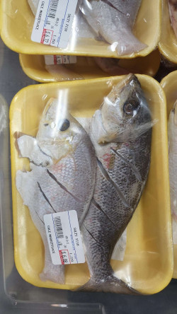 Packed Sparus Aurata Fish Sold By The Pound