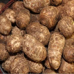 TARO ROOT fresh vegetable sold by pound