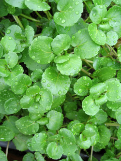 WATERCRESS BERROS sold by pound