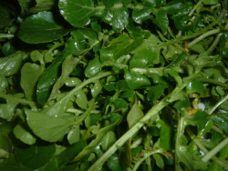 WATERCRESS BERROS sold by pound