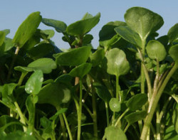 WATERCRESS BERROS sold by pound